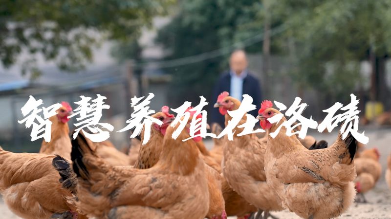 CDMO服务流程厂家排名为何总被问起