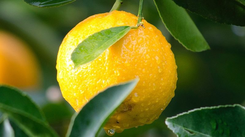 国产细胞培养基：揭秘十大品牌背后的技术奥秘